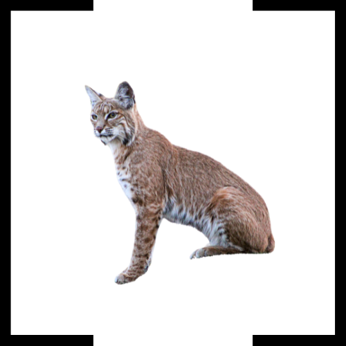 A bobcat is laying down on a white background and looking up.