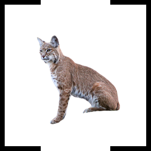 A bobcat is sitting on a white background and looking up.