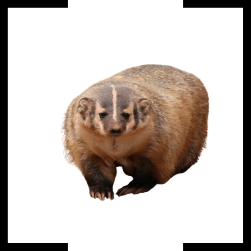 A badger is sitting down on a white background.