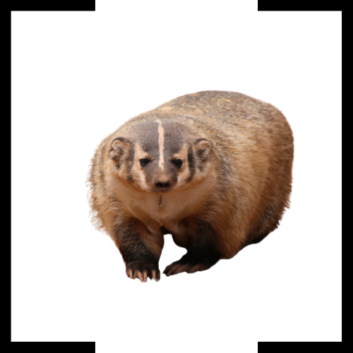 A badger is standing on a white background and looking at the camera.