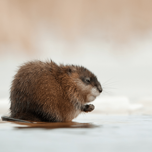 A small beaver is sitting in the water.