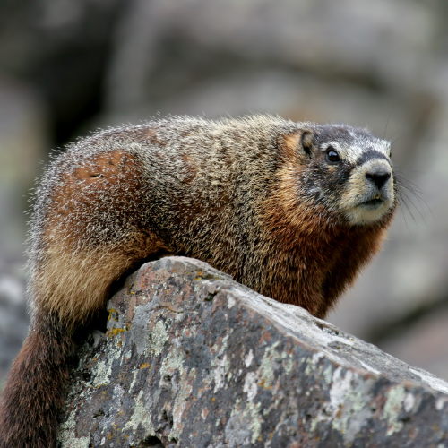 A ground squirrel sitting on top of a rock