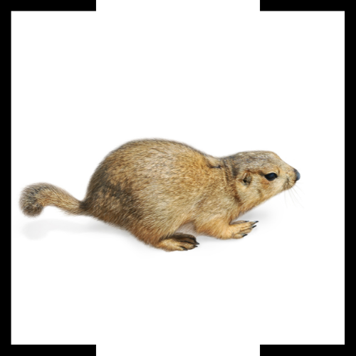 A small brown animal is sitting on a white surface.