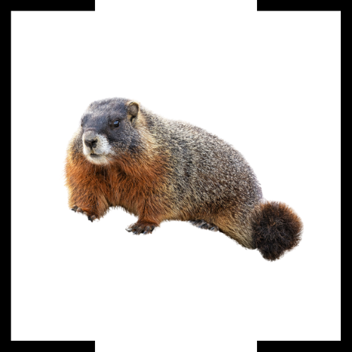 a groundhog is standing on its hind legs on a white background .