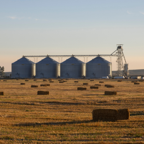 Hay bales in a field with silos in the background