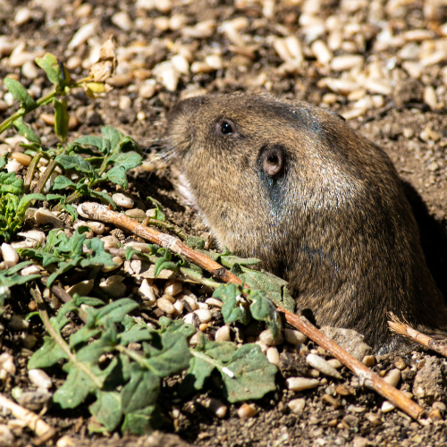A ground squirrel is sitting on the ground looking at the camera.
