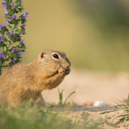 A ground squirrel is eating a flower in the grass.