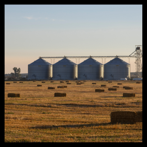 Hay bales in a field with silos in the background