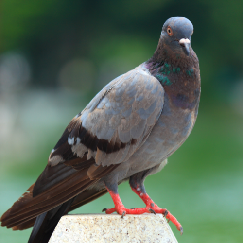A pigeon with red feet is perched on a rock
