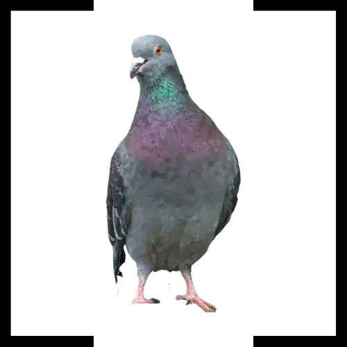 A pigeon is standing on its hind legs on a white background.