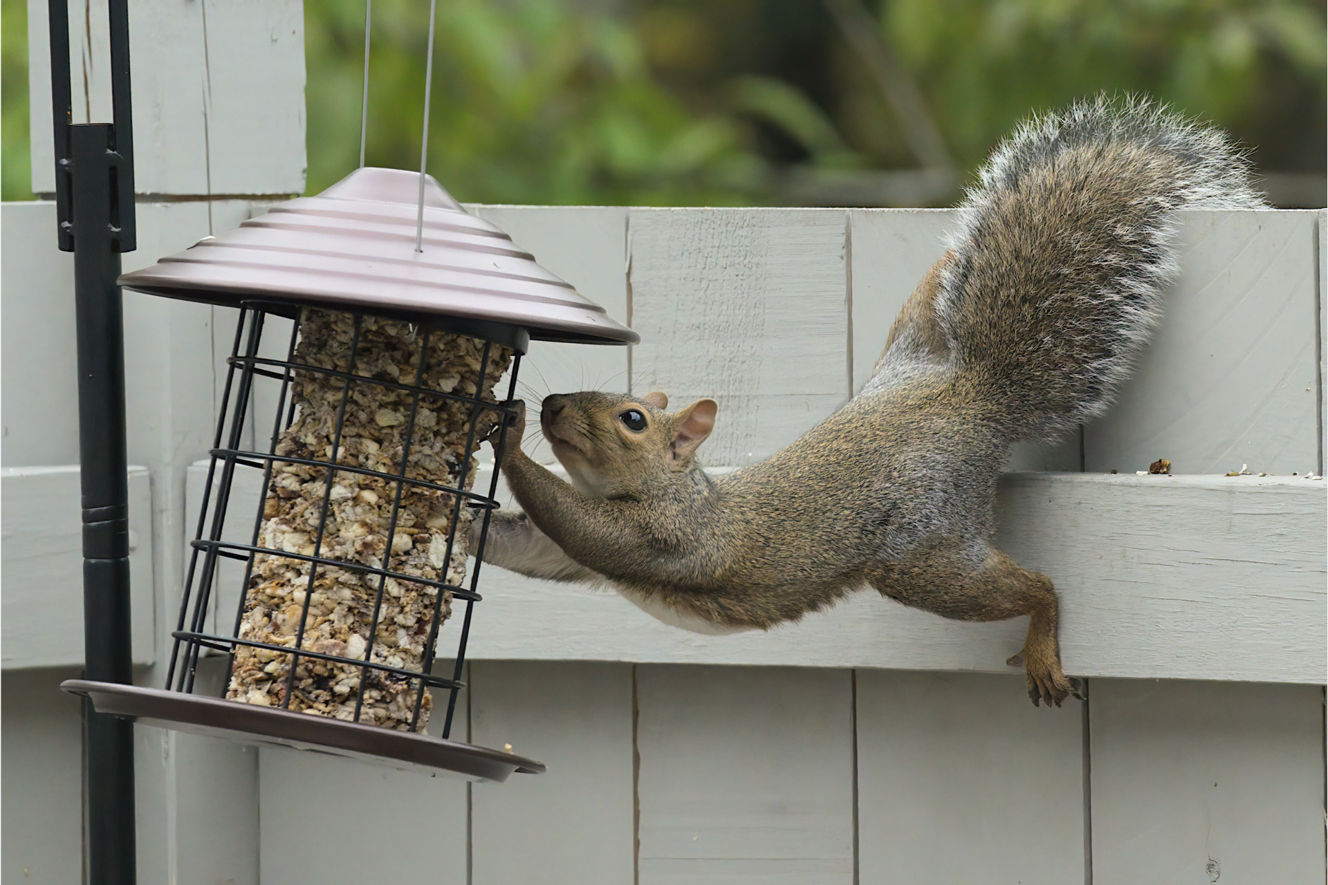 A squirrel is reaching for a bird feeder on a fence.