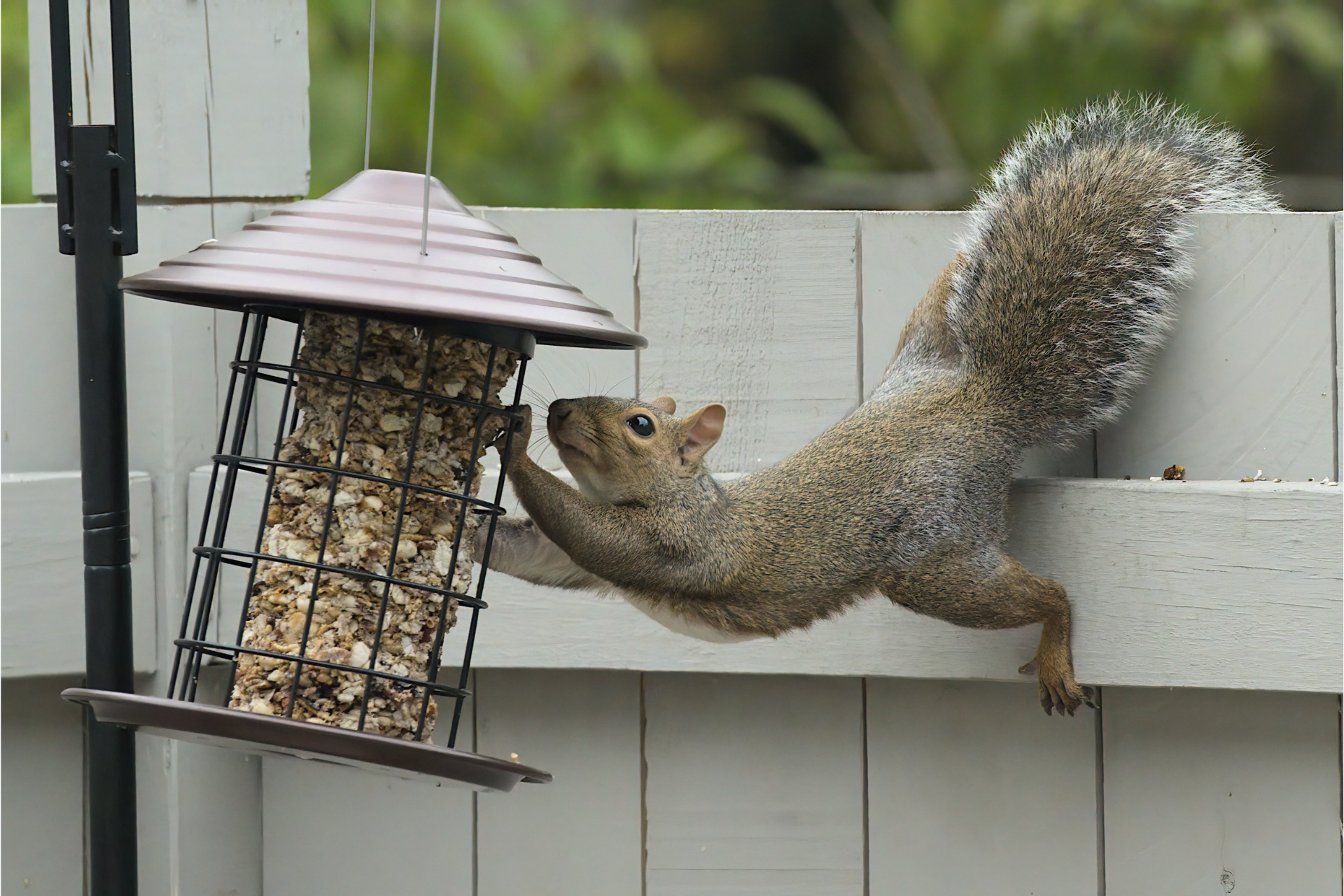 What Attracts Wildlife to Your Home?