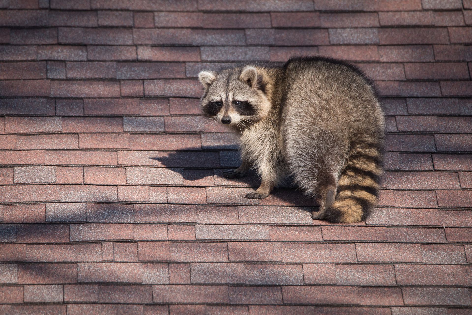 A raccoon is sitting on top of a roof.