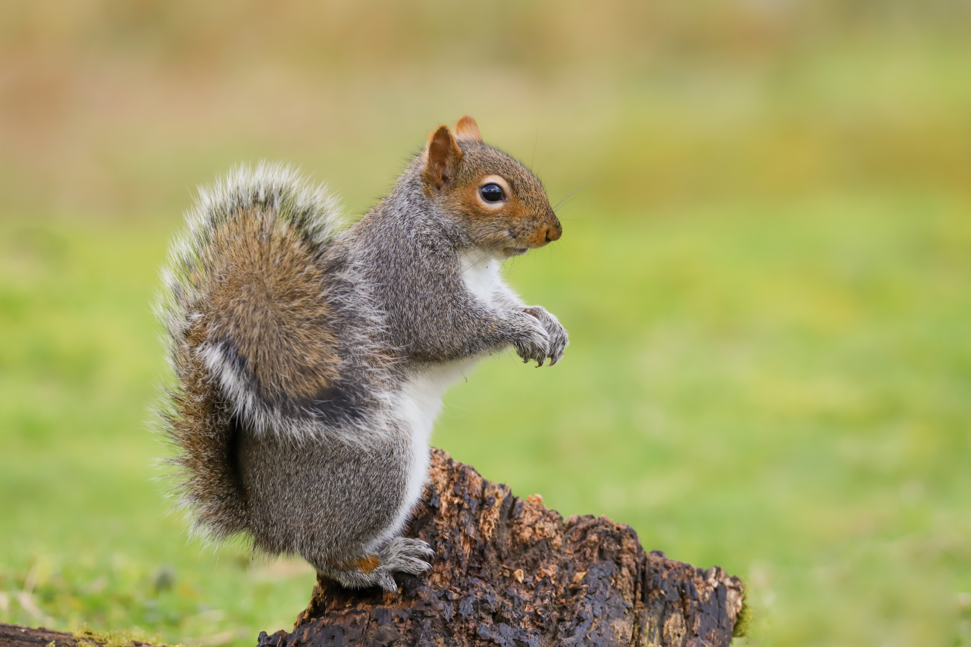 The Troublesome Tenacity of Squirrels