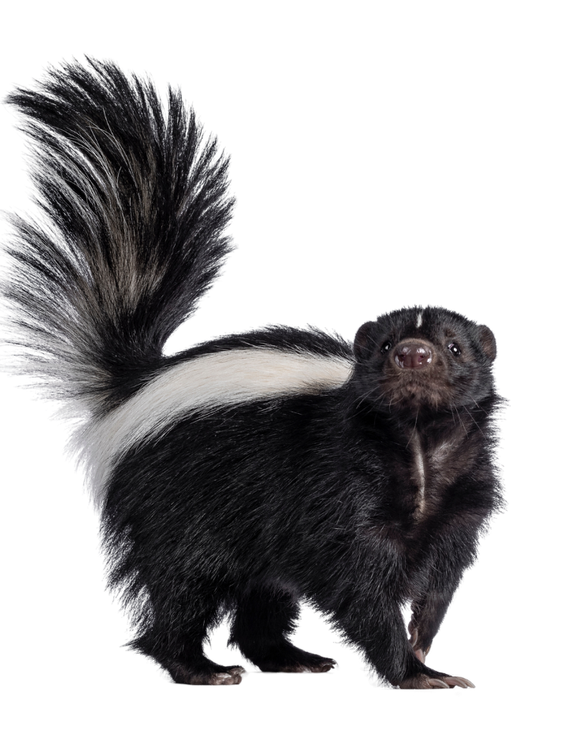 A black and white skunk with a long tail is standing on a white background.
