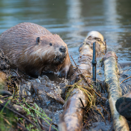 A beaver is standing on a log in the water.