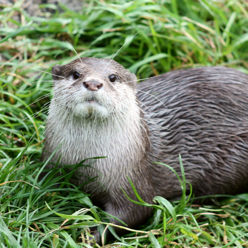 An otter is sitting in the grass looking at the camera.