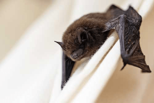 A bat is sleeping on a white cloth.