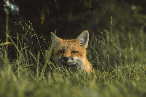A close up of a fox peeking out of the grass.