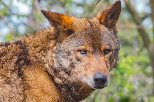 A close up of a brown wolf looking at the camera.