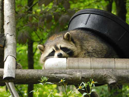 A raccoon is sleeping on a tree branch next to a trash can.