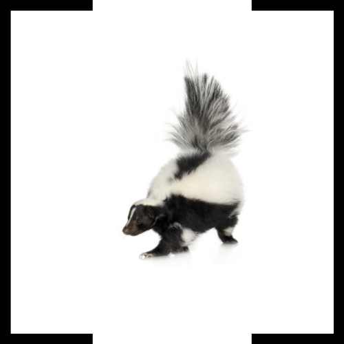 A black and white skunk with a long tail is standing on a white background.