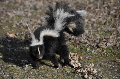 A black and white skunk is walking on the ground.