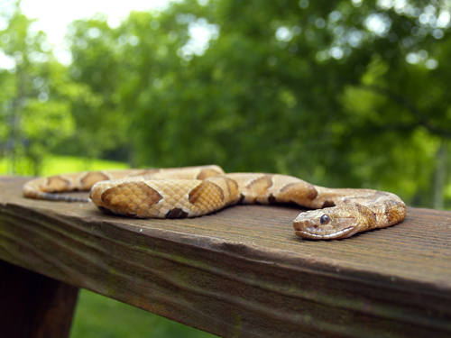 A copperhead snake is laying on a wooden railing.