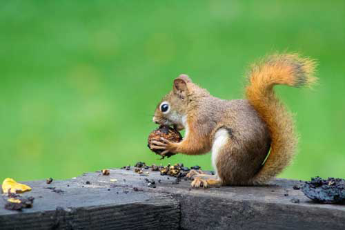 A squirrel is sitting on a wooden fence eating a nut.