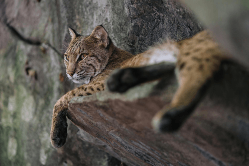 A bobcat is laying on a log in the woods.