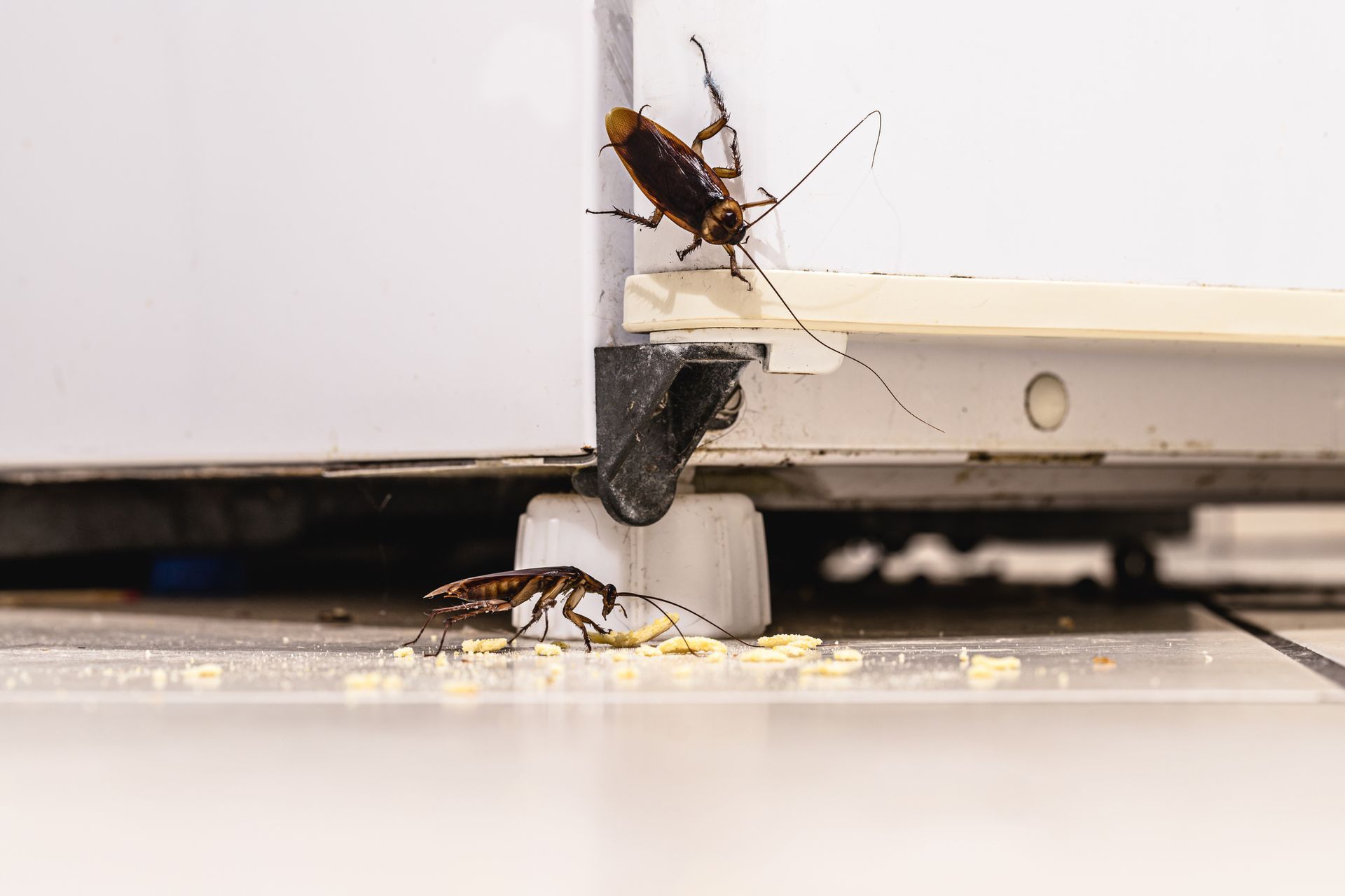 Two cockroaches are crawling on the floor next to a refrigerator.