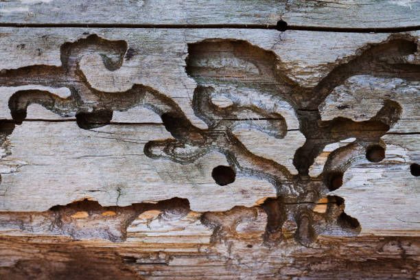 A close-up of a piece of wood with holes in it.