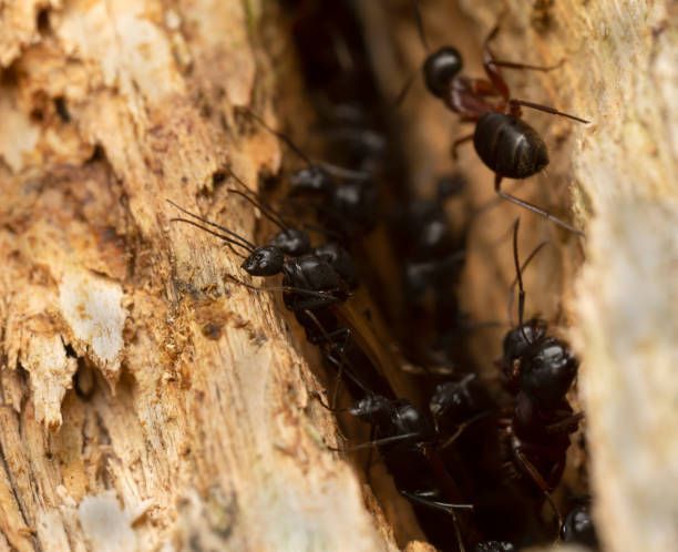 A group of black ants is crawling on a piece of wood.