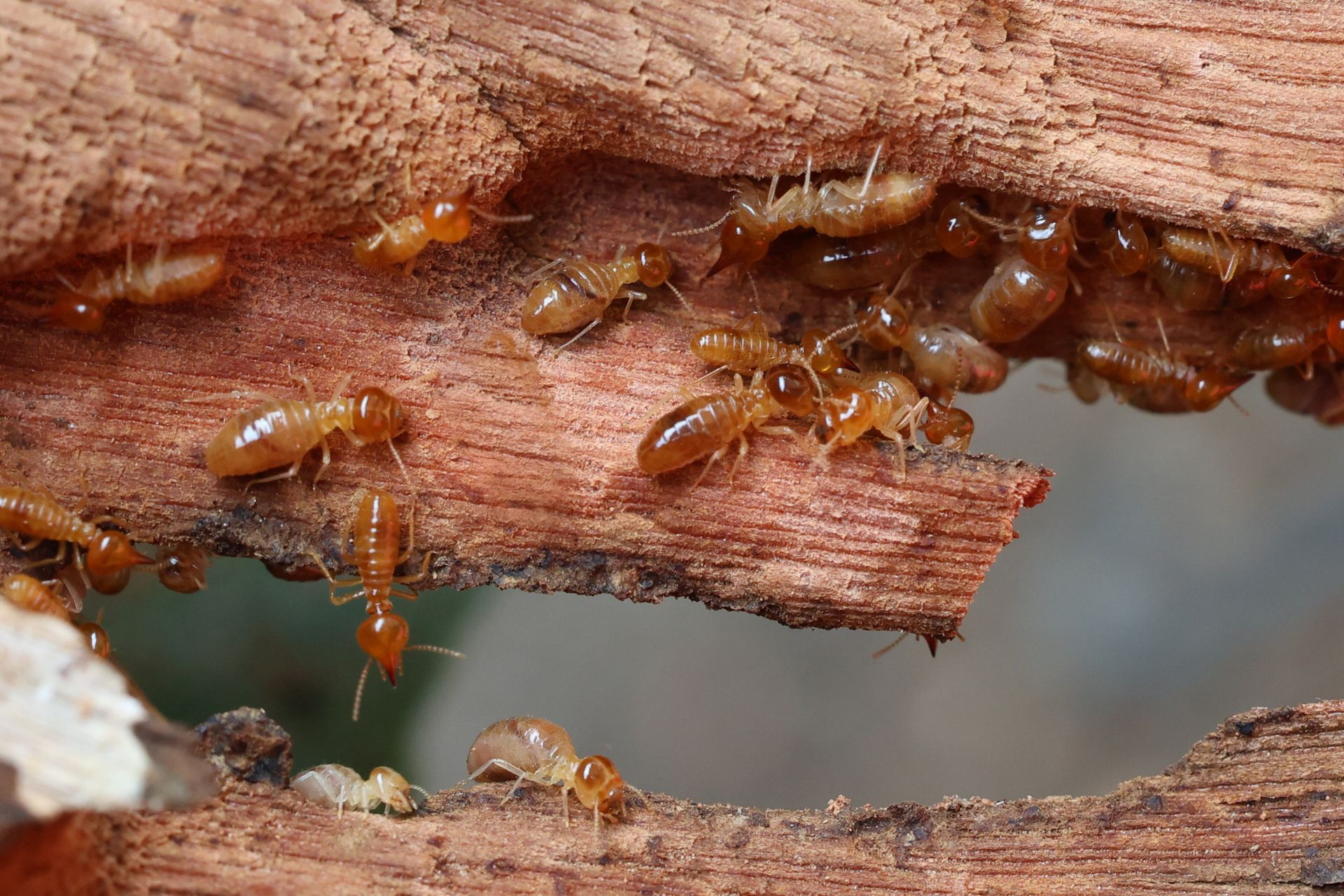 A group of termites are crawling on a piece of wood.
