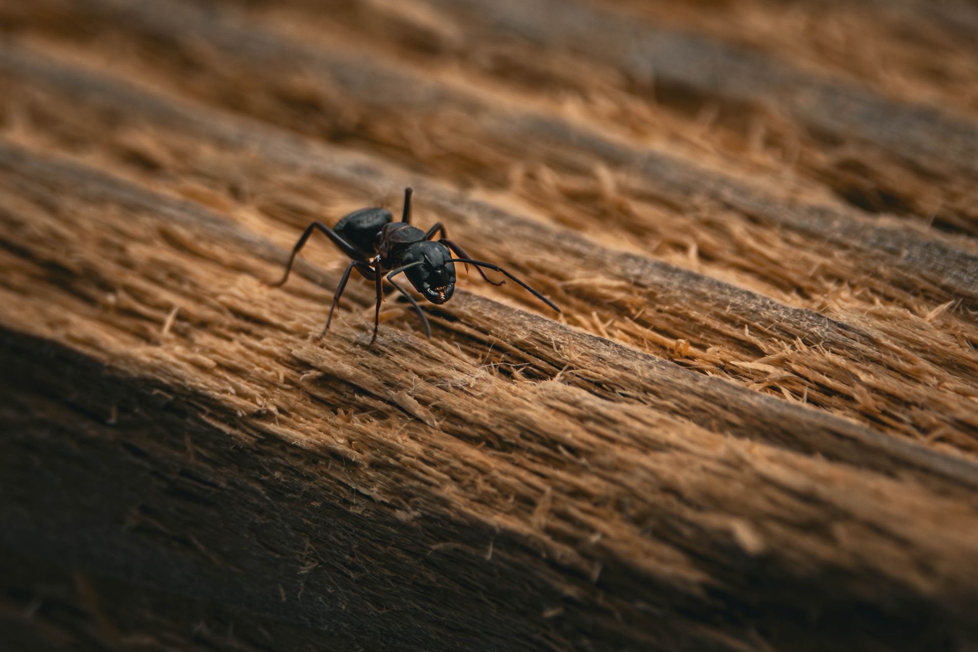 A black ant is crawling on a piece of wood.