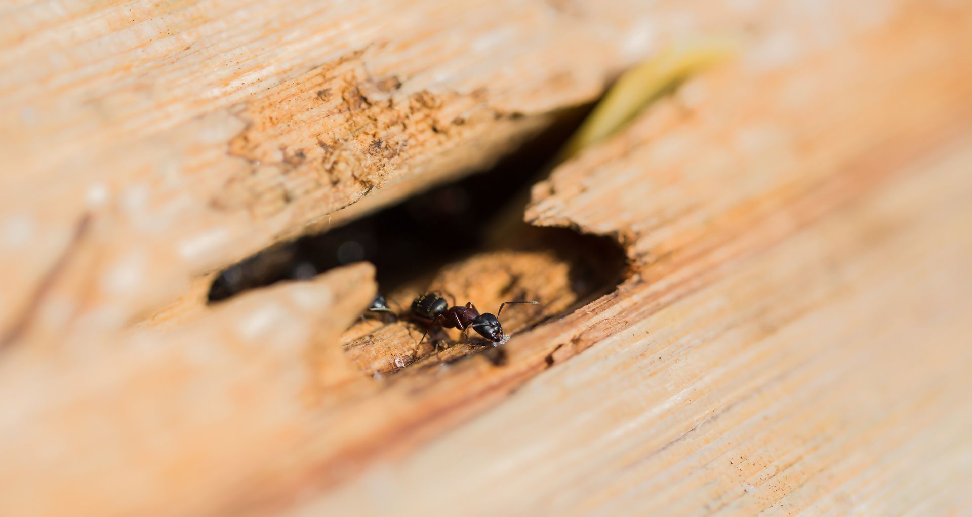 A close up of an ant in a hole in a piece of wood.