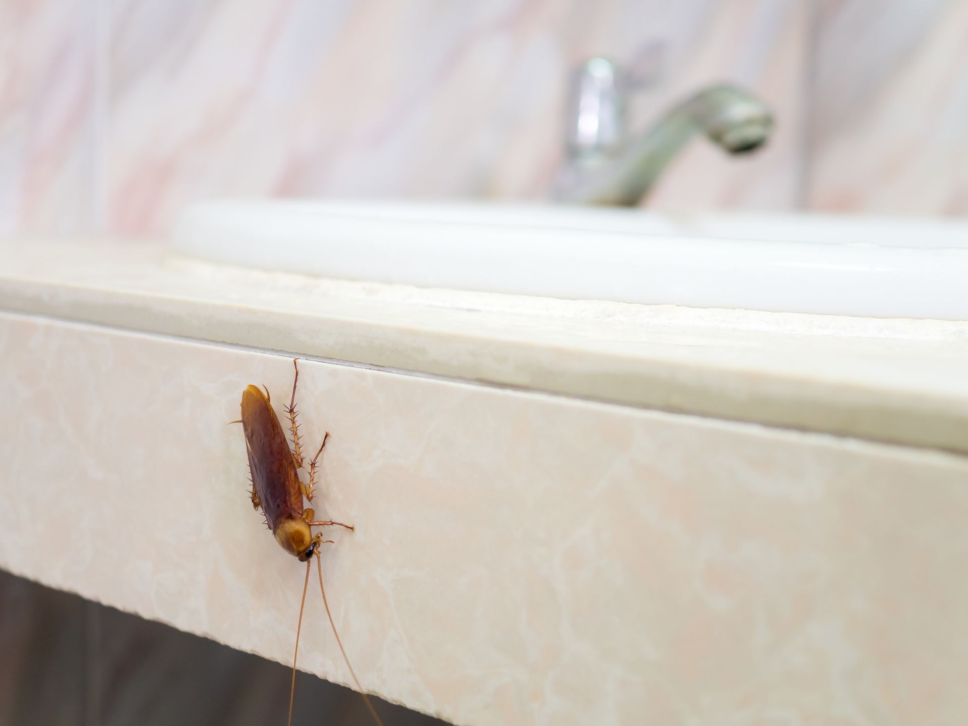 A cockroach is sitting on the edge of a bathroom sink.