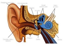 orecchio-e-labirinto