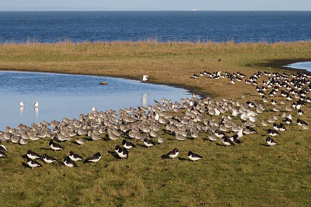 Birdwatching at Musselburgh Lagoons Firth of Forth Scotland. Free guide to the UK's best birdwatching sites