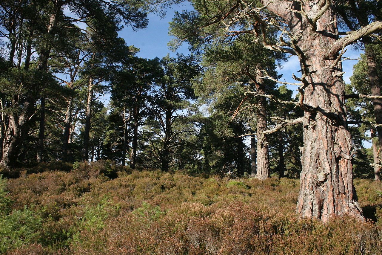 Birdwatching at Abernethy Forest Scotland. Free guide to the UK's best birdwatching sites