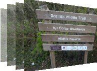 Birdwatching at Ayr Gorge Woodlands Scotland. Free birdwatching guide