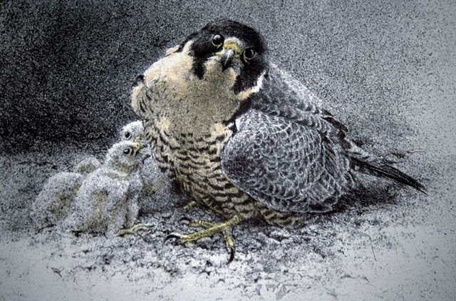 Hawke PAINTING BOOK ILLUSTRATION BIRD GREAT FOOTED HAWK PREY ORNITHOLOGY PRINT CC513 5054757656275 