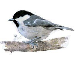 Coal tit is one of our most common garden birds