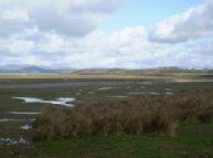 Birdwatching at Flookburgh Marshes Cumbria. Free birdwatching guide