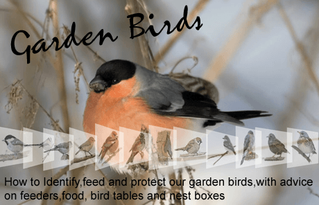 A Free guide to the garden birds of Britain and Europe