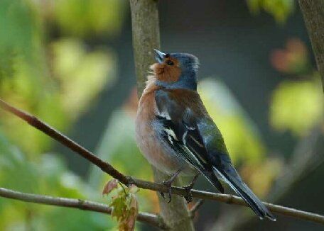 Chaffinch is one of our most colourful garden birds