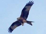 Birdwatching the Galloway Kite Trail Dumfries & Galloway Scotland. Free birdwatching guide