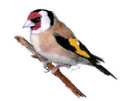 One of our most colourful garden birds the goldfinch