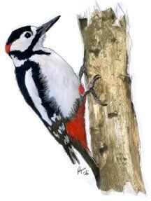 Great spotted woodpeckers are attracted to basket nut feeders