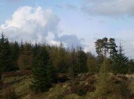 Birdwatching at Grizedale Forest Park Cumbria. Free birdwatching guide